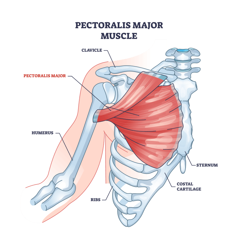 pectoralis-major-muscle