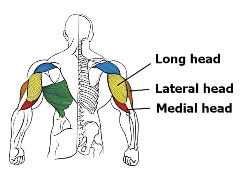 Long-lateral-medial