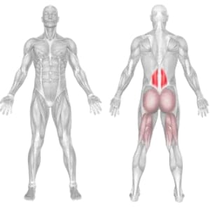 Target - Erector Spinae