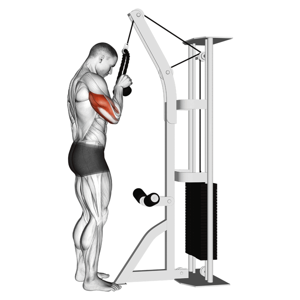 aurasquadcable-tricep-pushdown