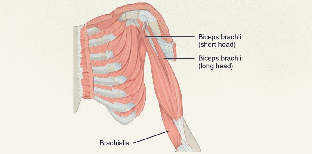 biceps-long-head-short-head-aurasquad